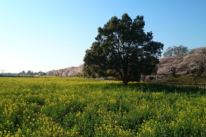 権現堂の桜