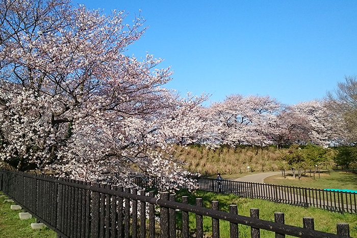 権現堂の桜