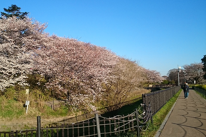 権現堂の桜