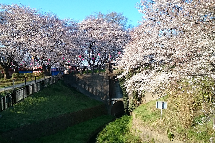 権現堂の桜