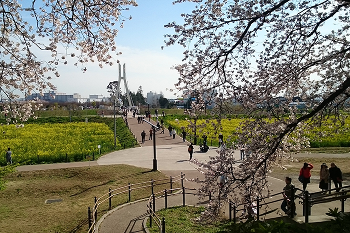 権現堂の桜