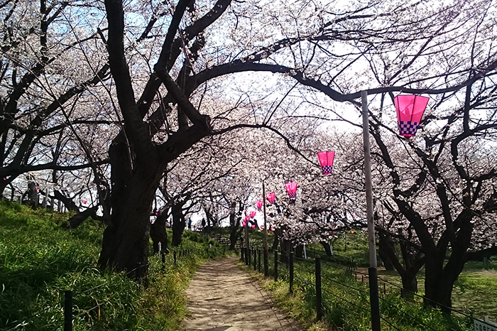 権現堂の桜