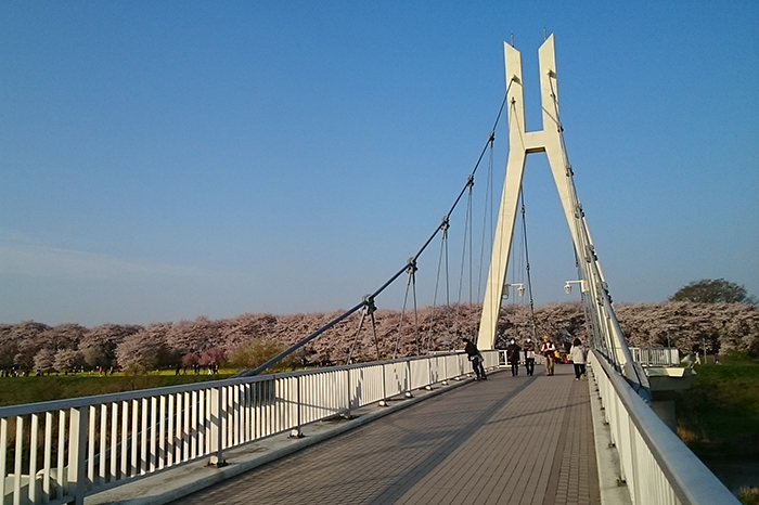 権現堂の桜