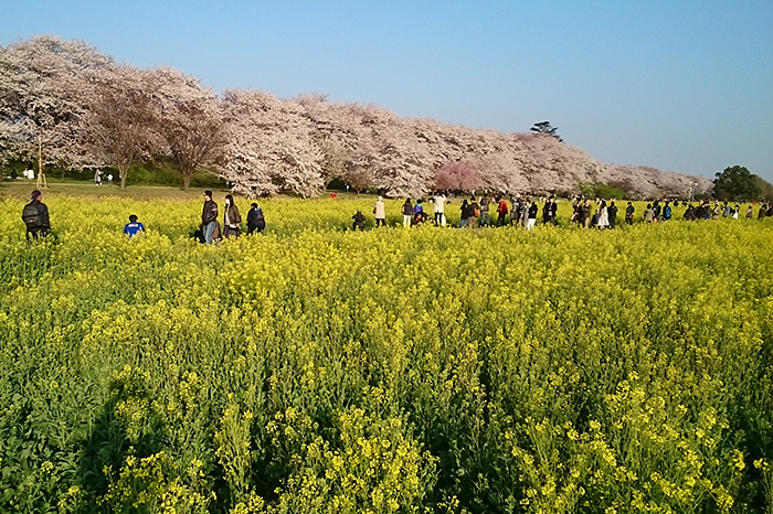 権現堂の桜