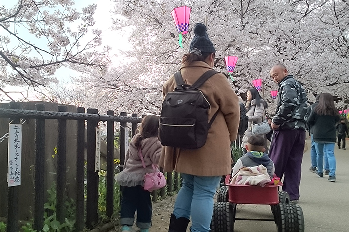 権現堂の桜