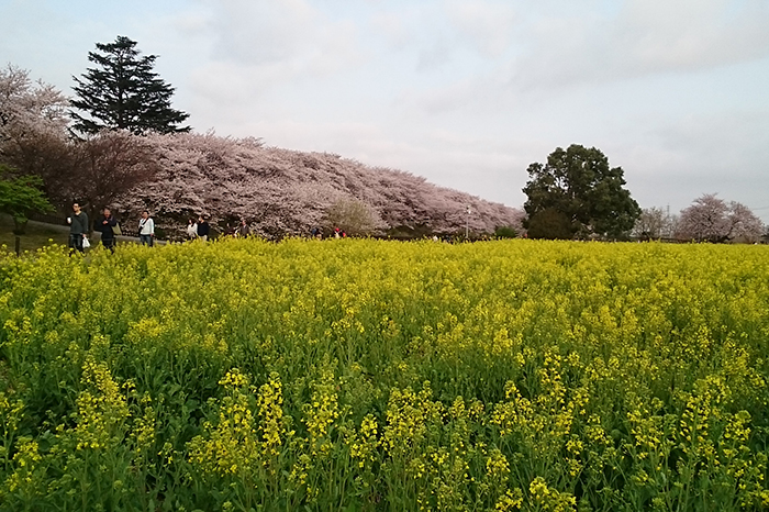 権現堂の桜
