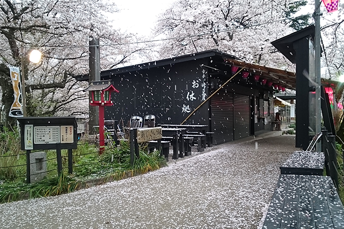 権現堂の桜