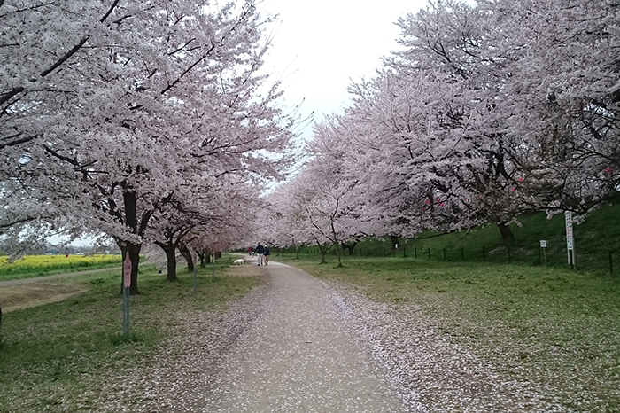 権現堂の桜