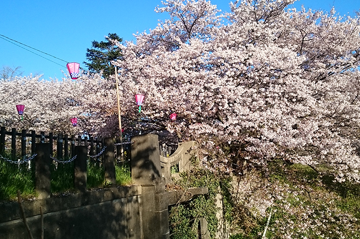 権現堂の桜