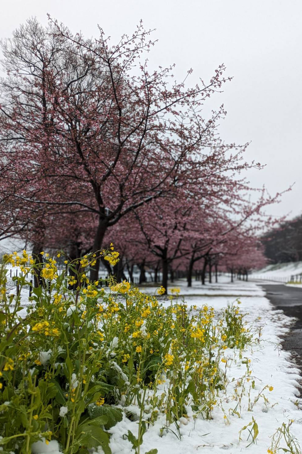 菜の花と河津桜