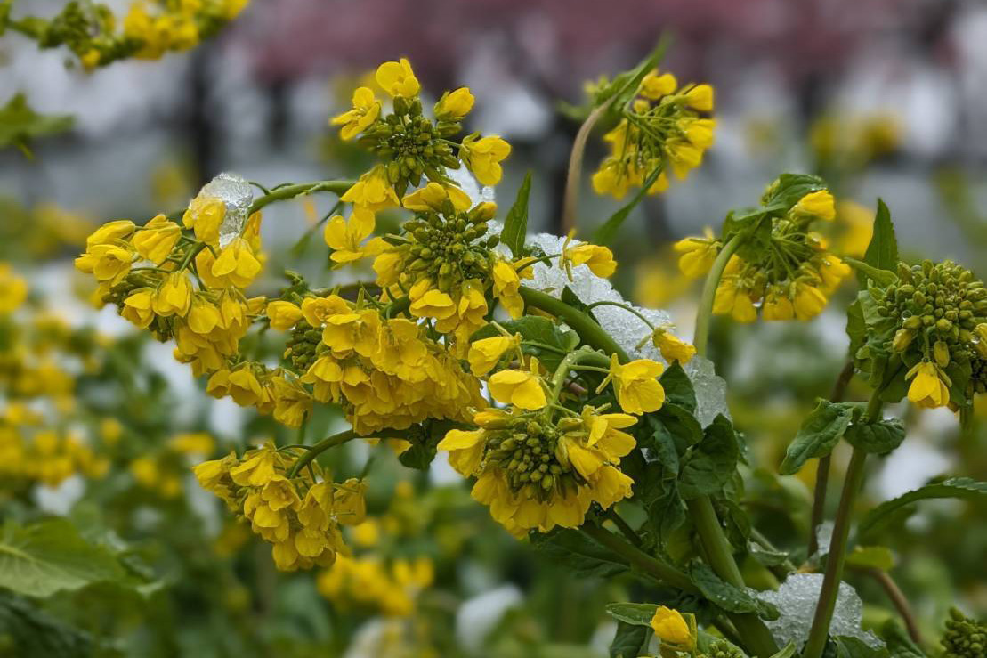 菜の花