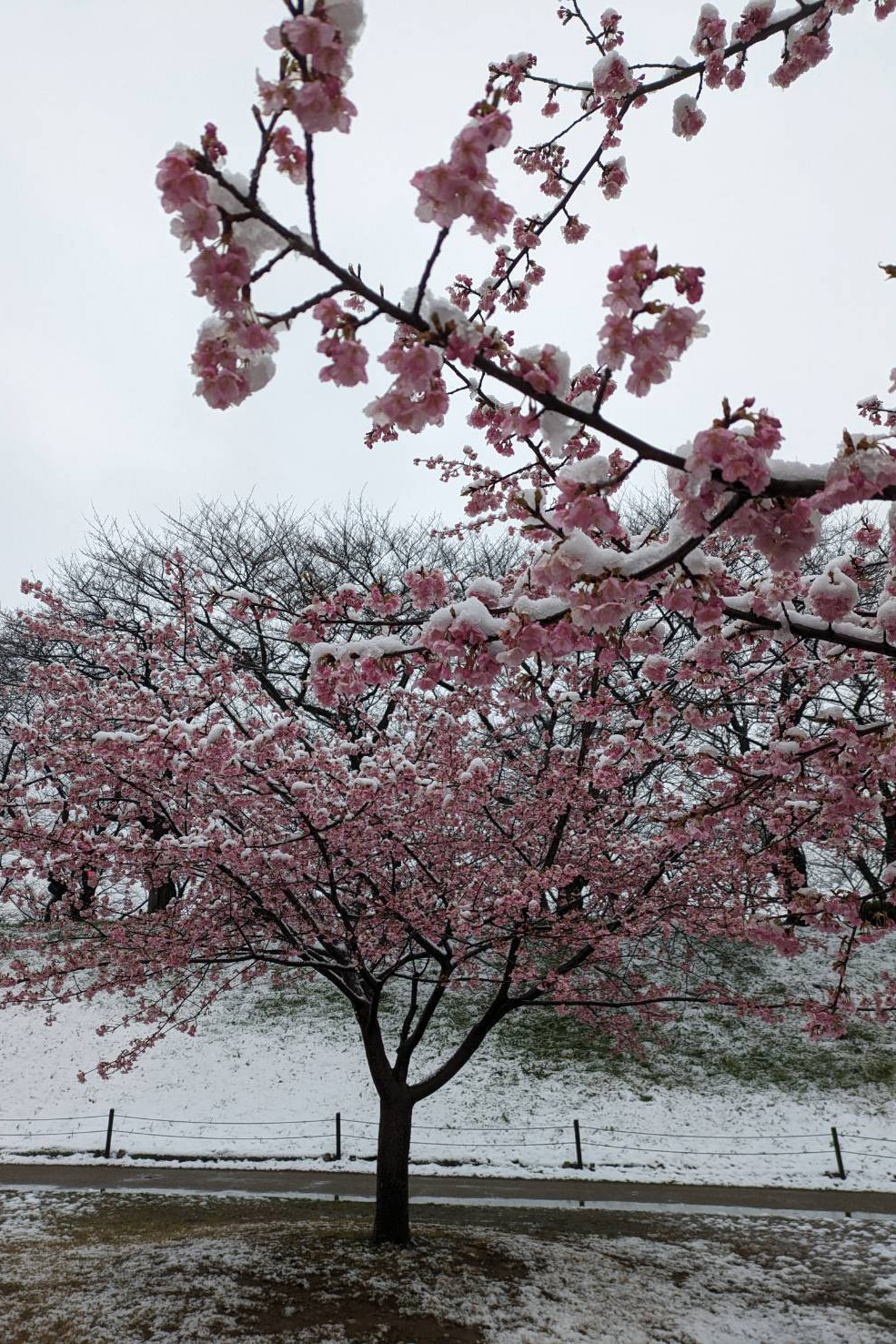 河津桜