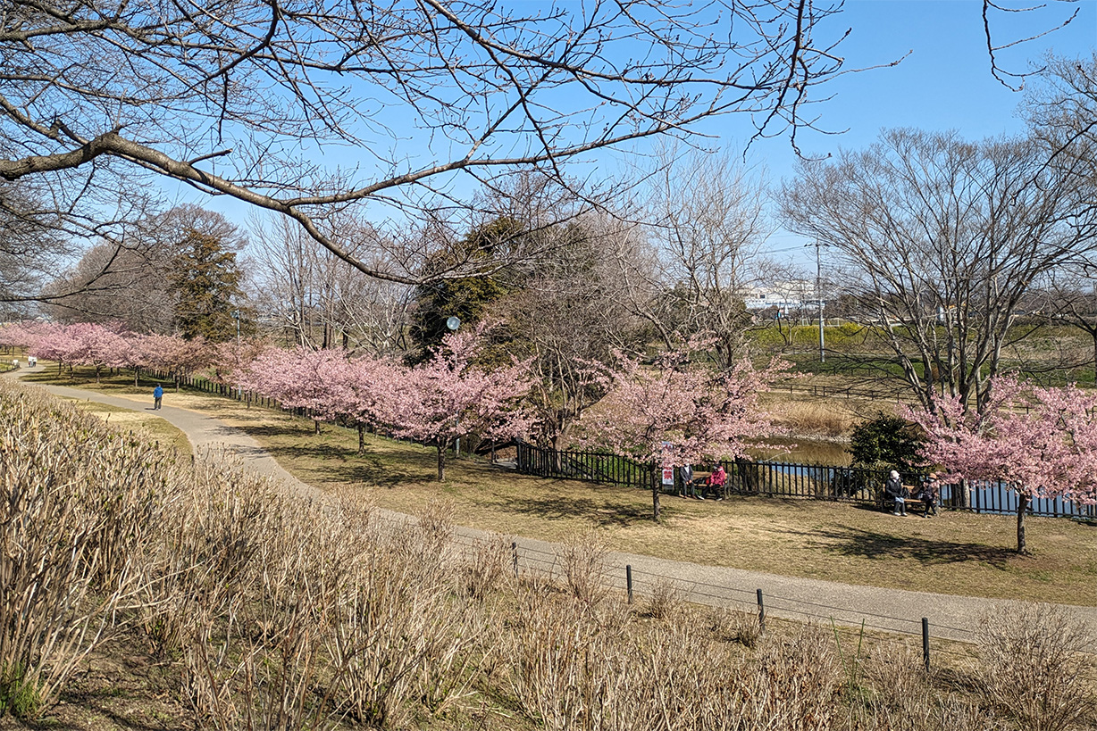 河津桜