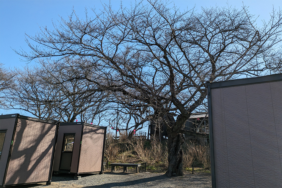 桜