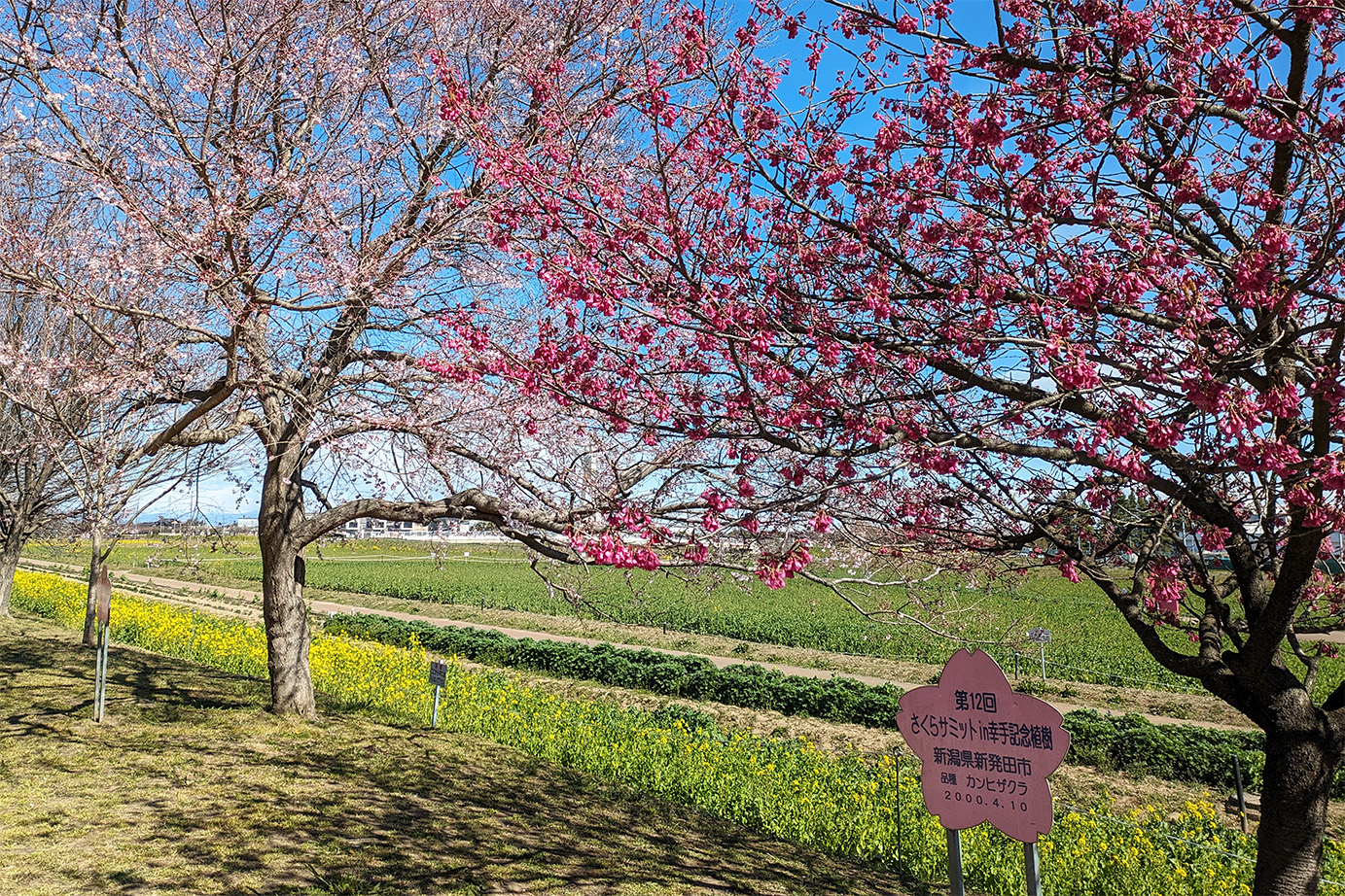 桜サミットの記念樹の桜