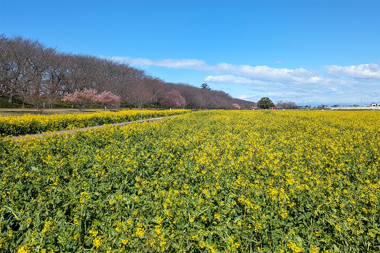 菜の花畑