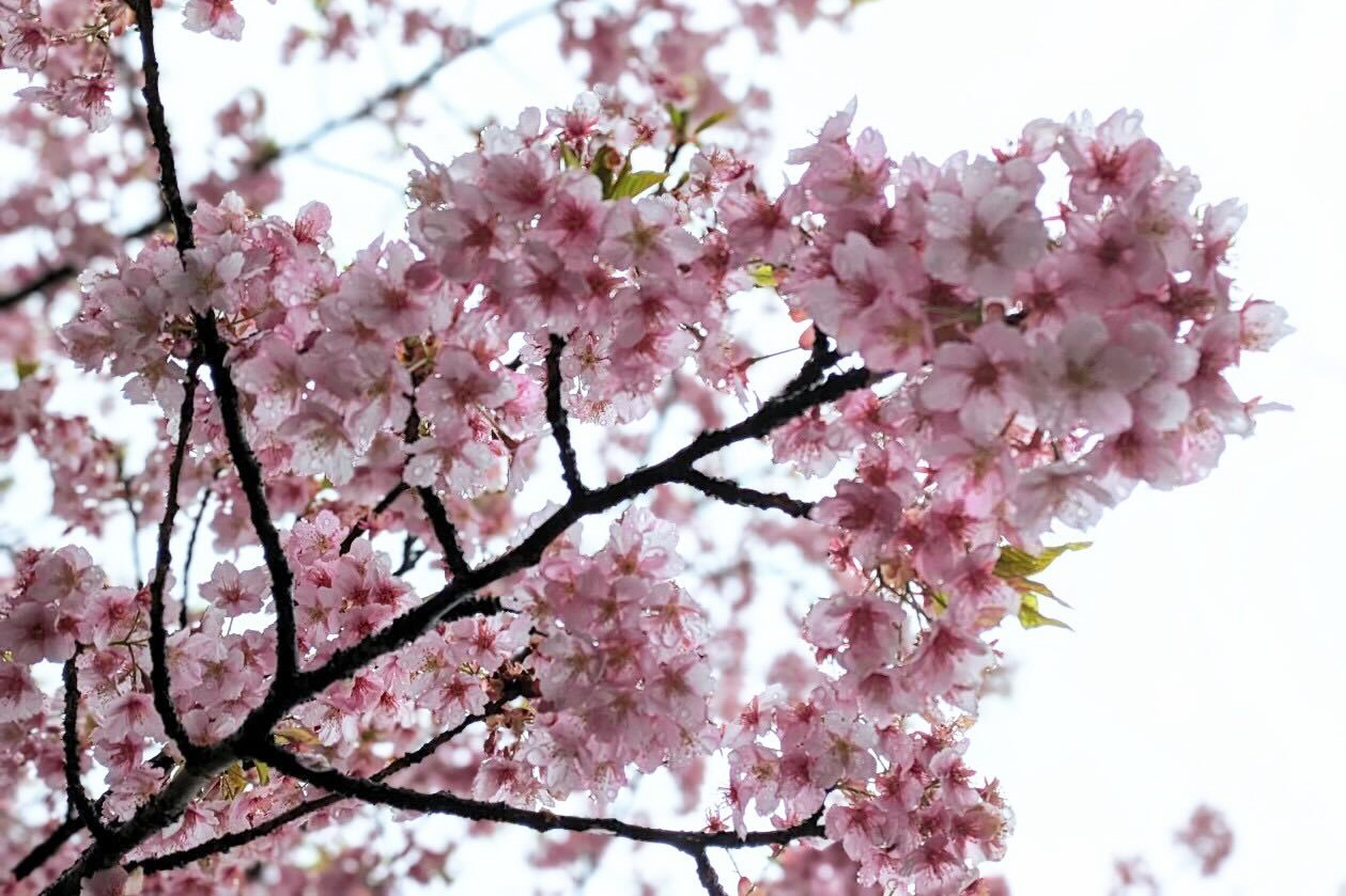 桜