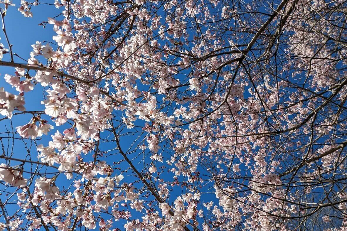 桜