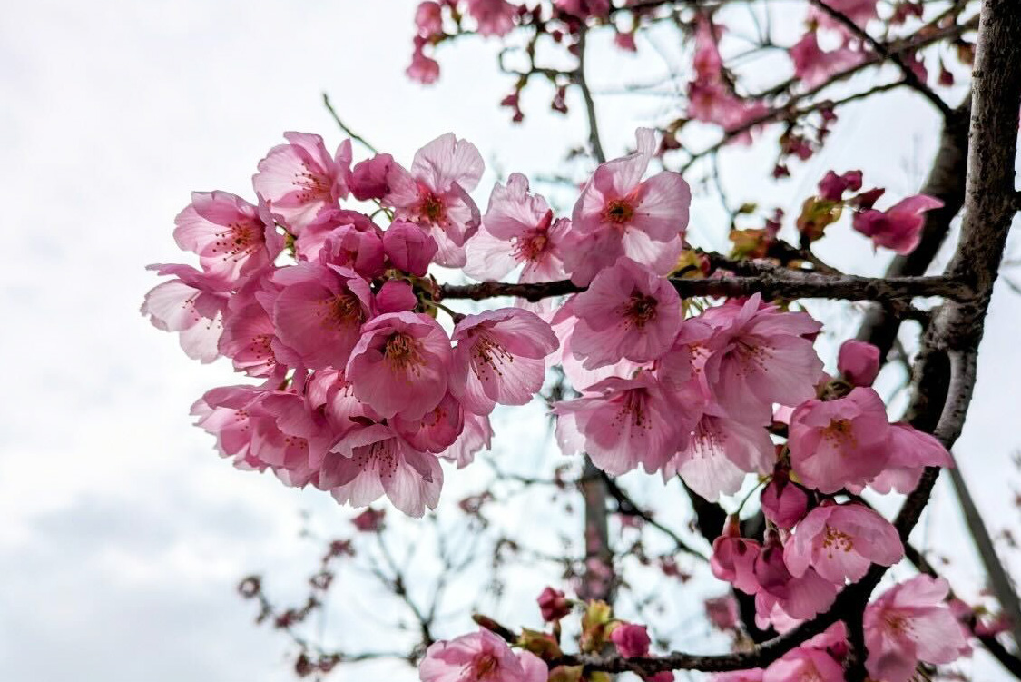 桜