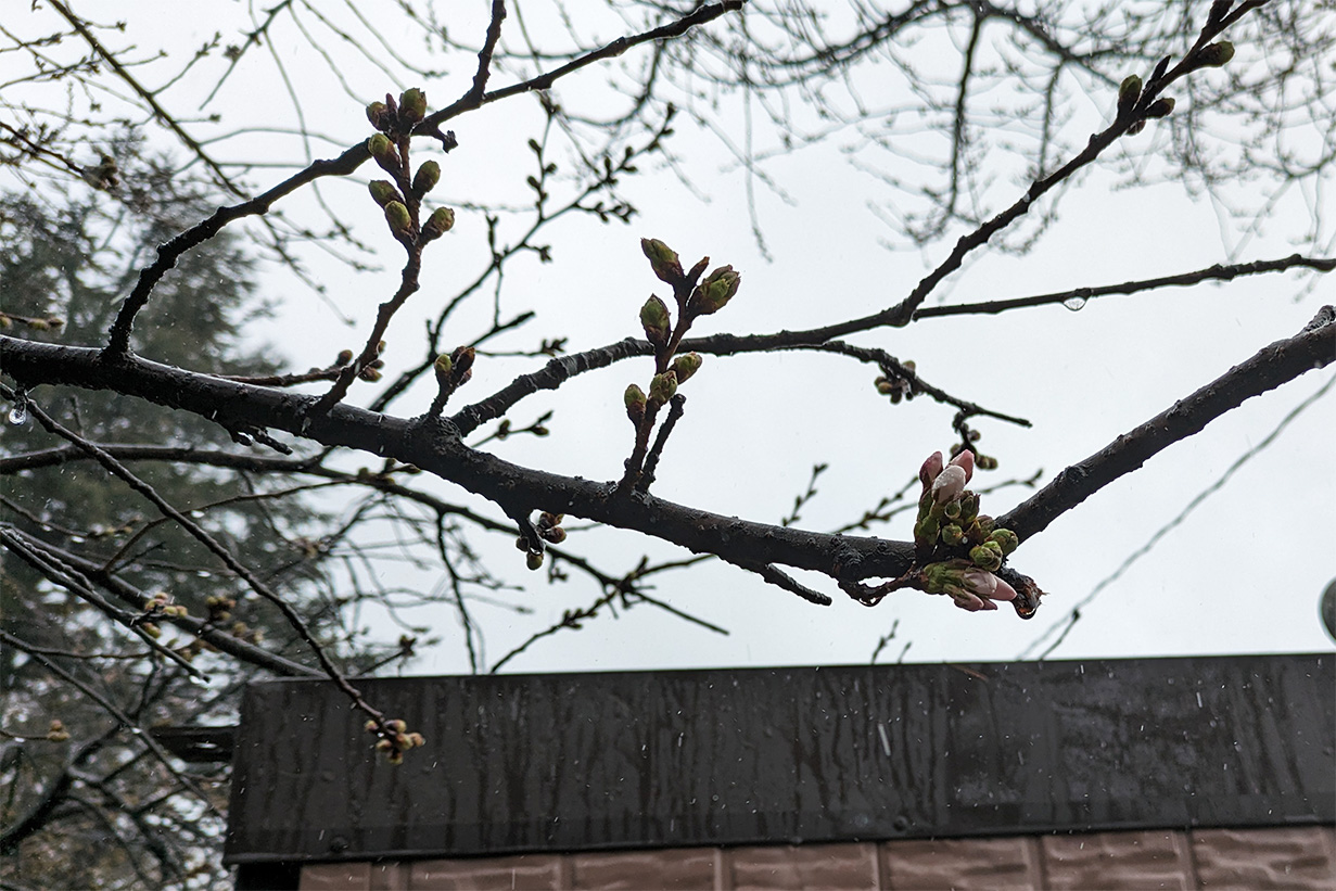 桜のつぼみ