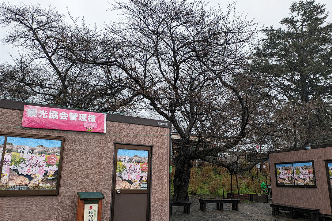 桜