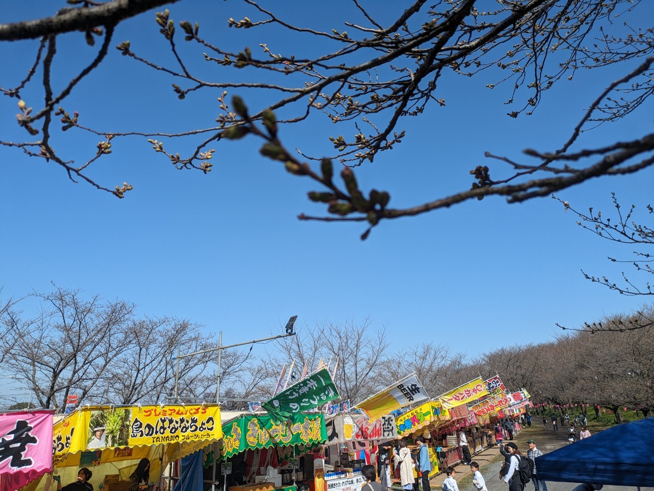 菜の花畑