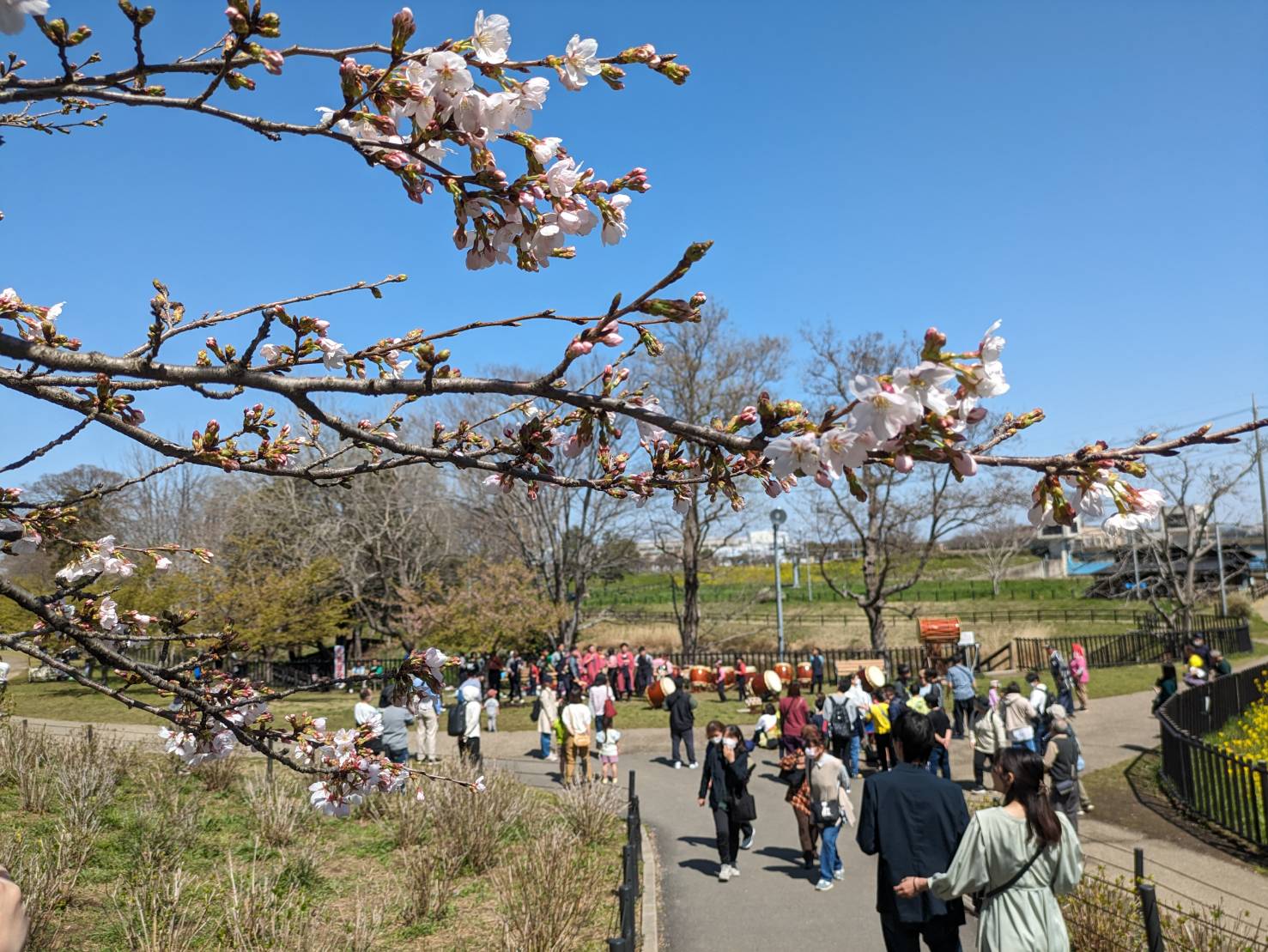 露店と桜