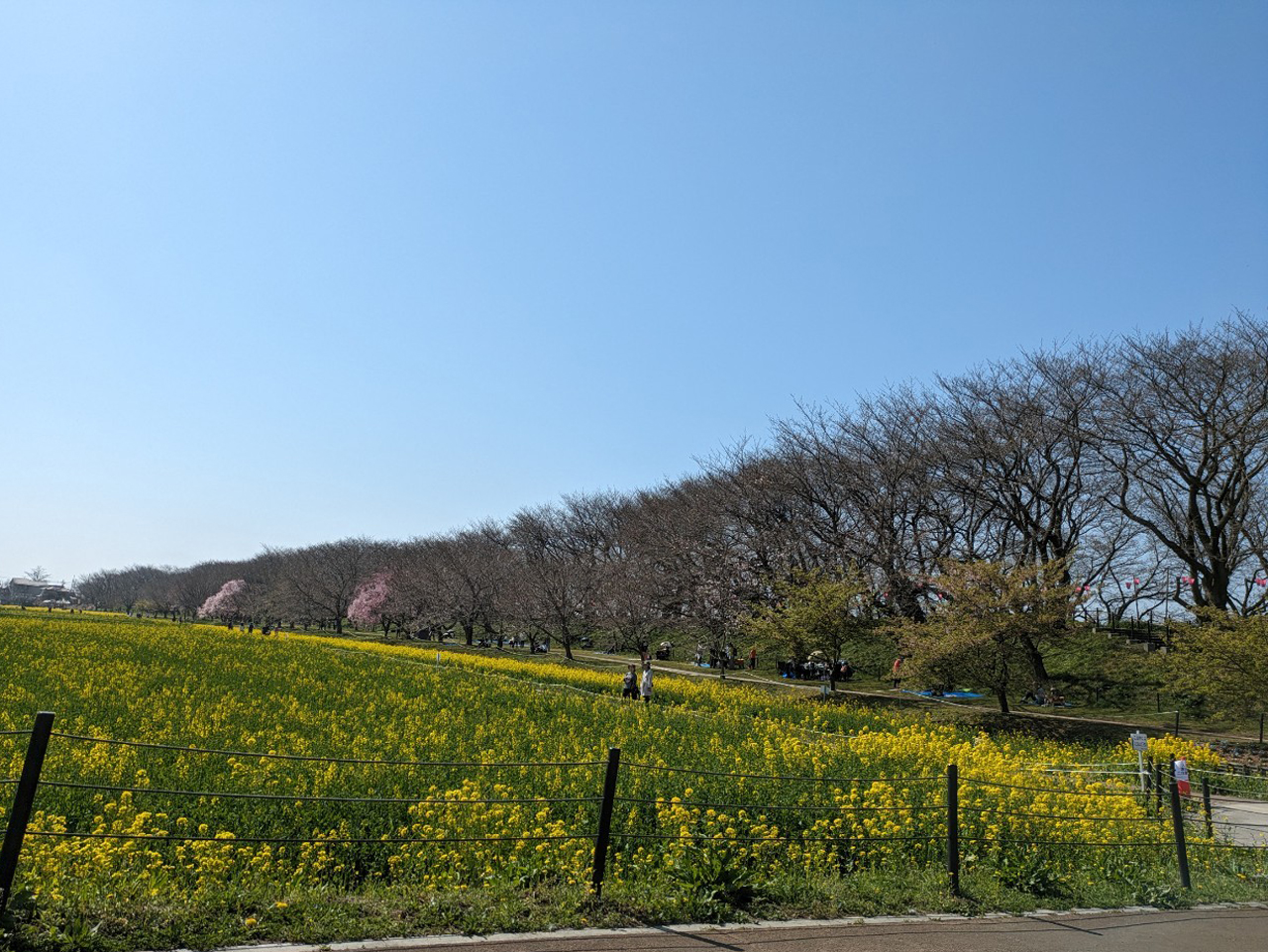 菜の花畑