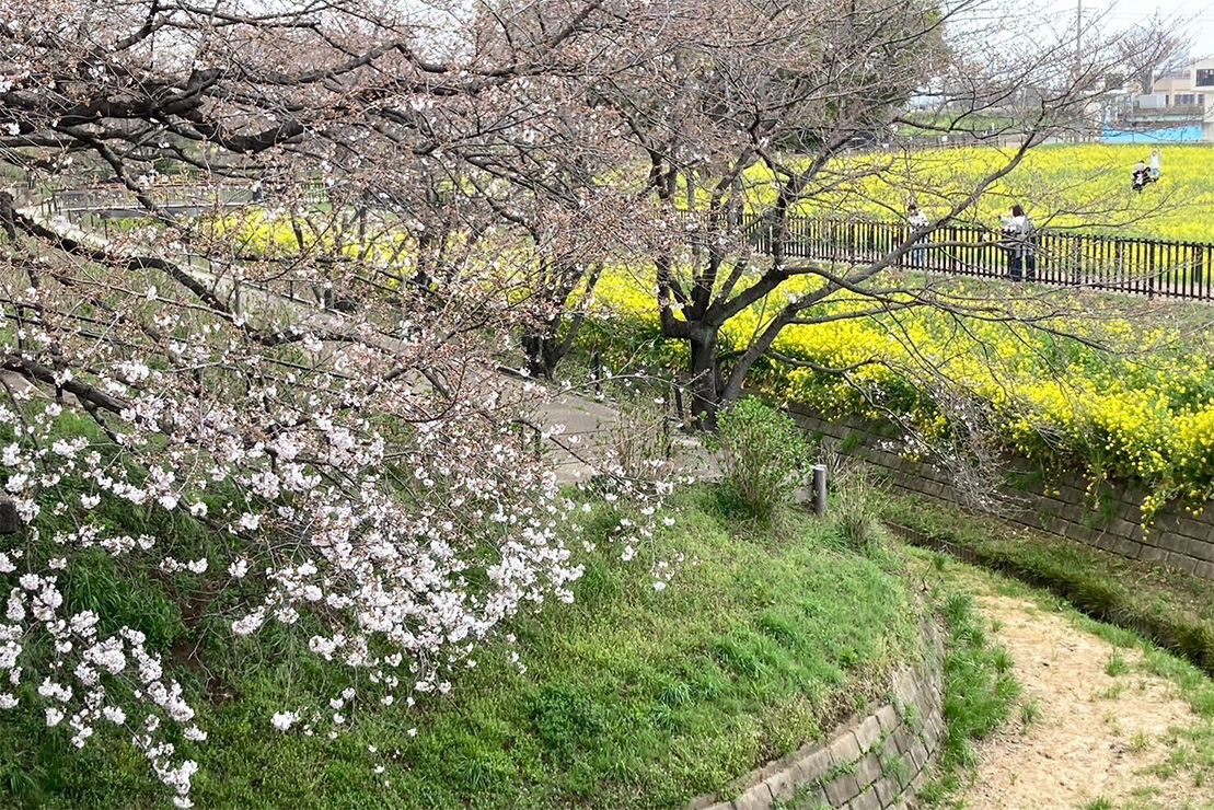 桜と菜の花