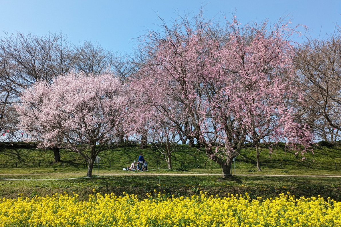 桜と菜の花