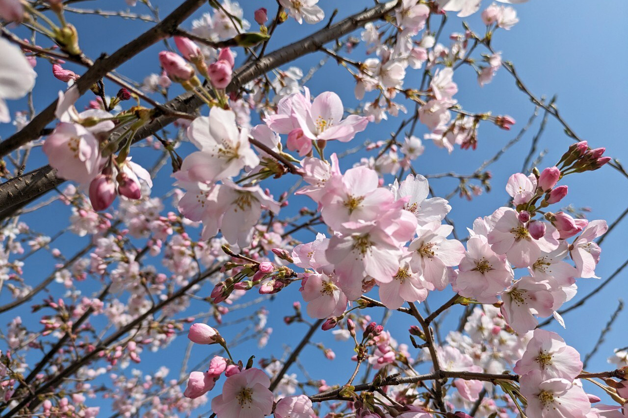 桜