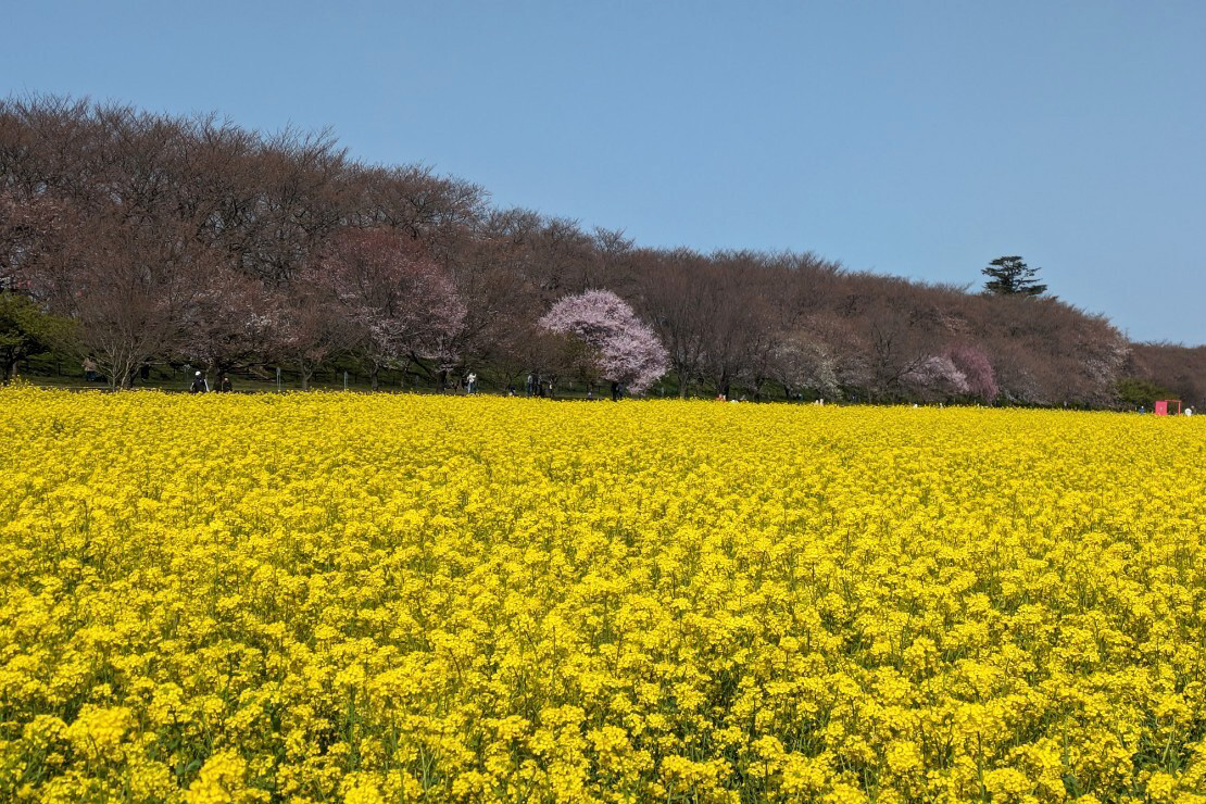 菜の花畑