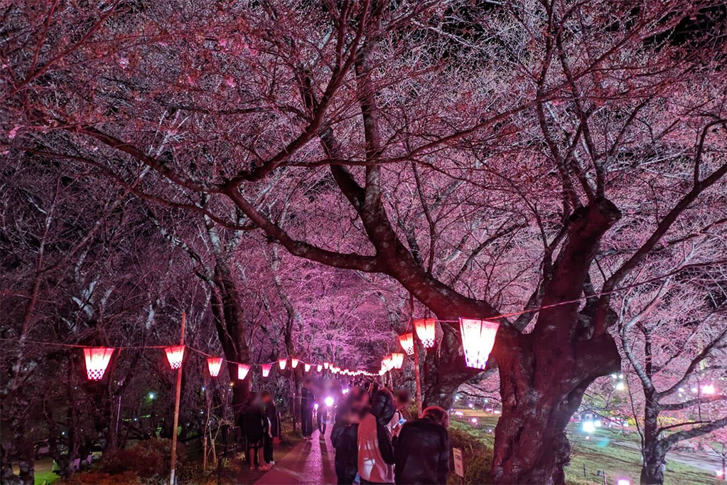 夜桜