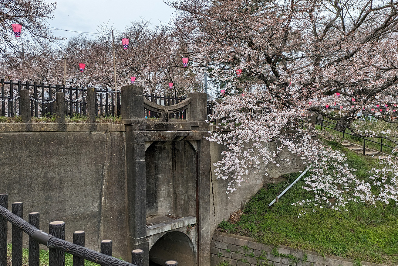 桜