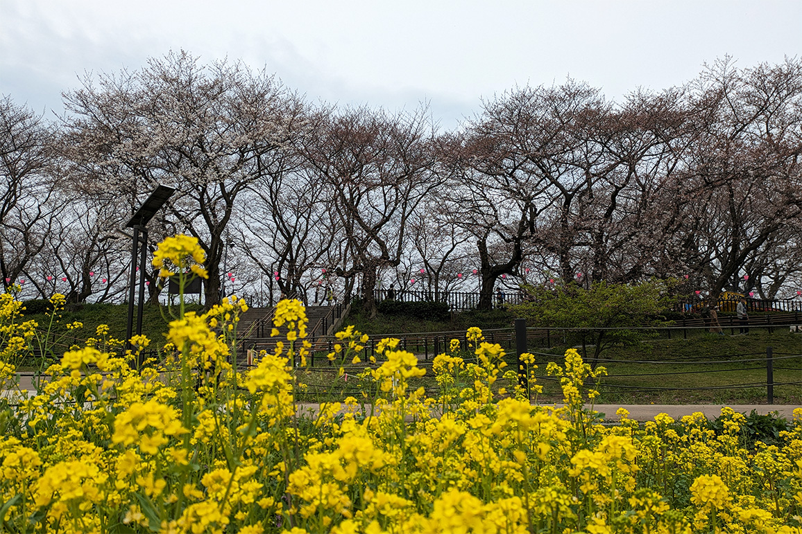 桜と菜の花