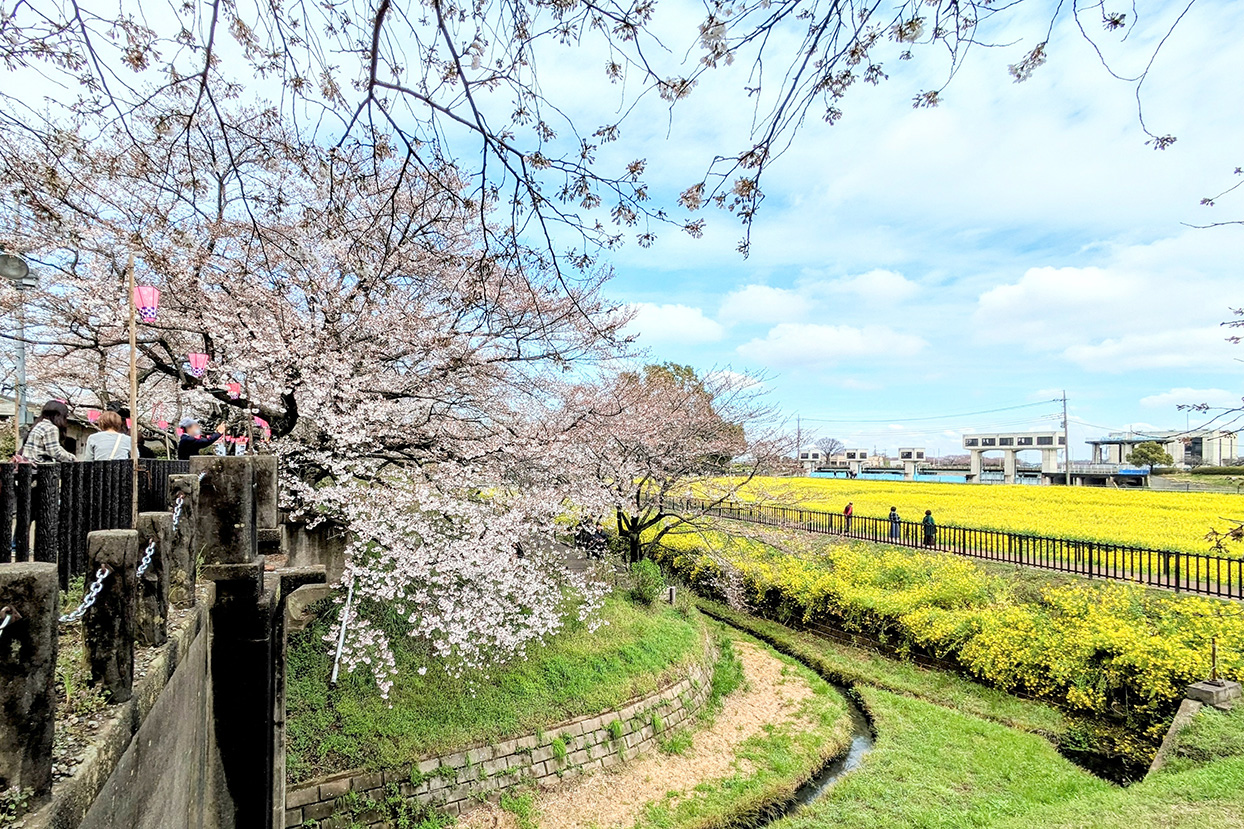 桜と菜の花
