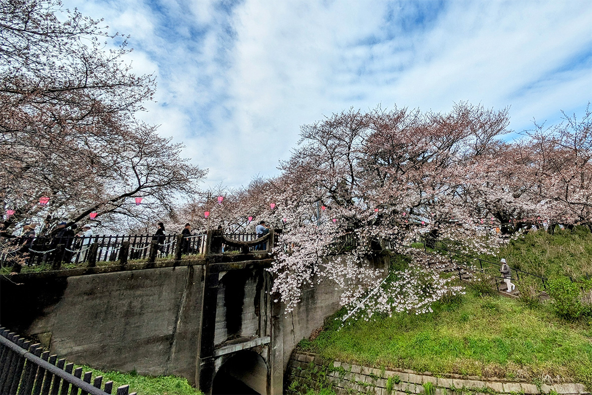 桜