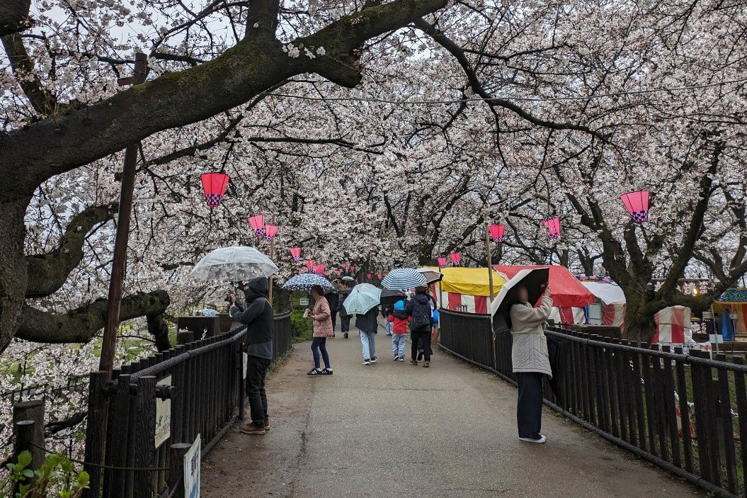桜堤