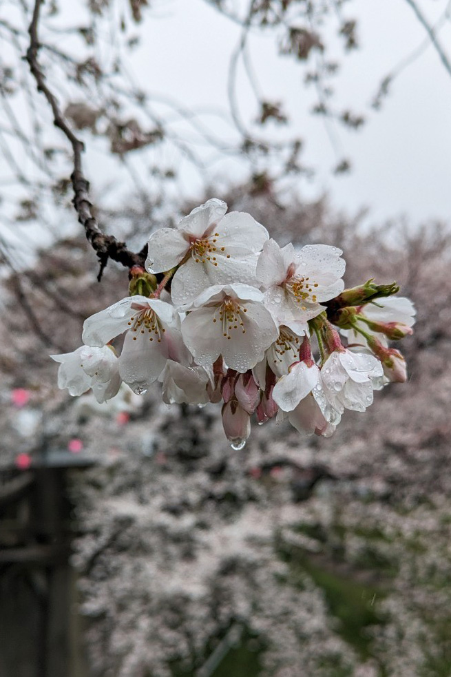桜