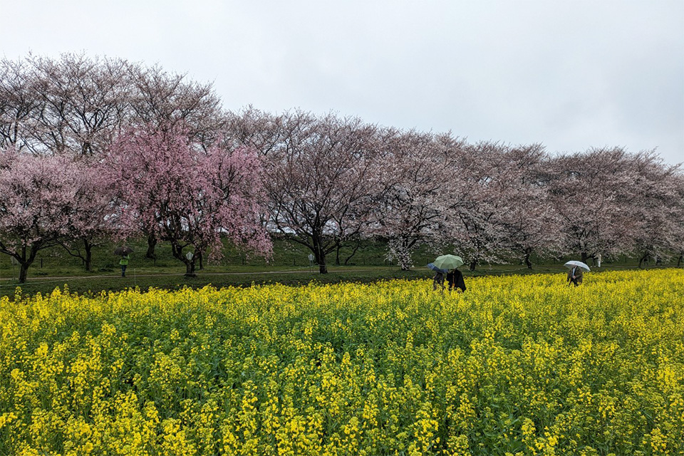 桜と菜の花