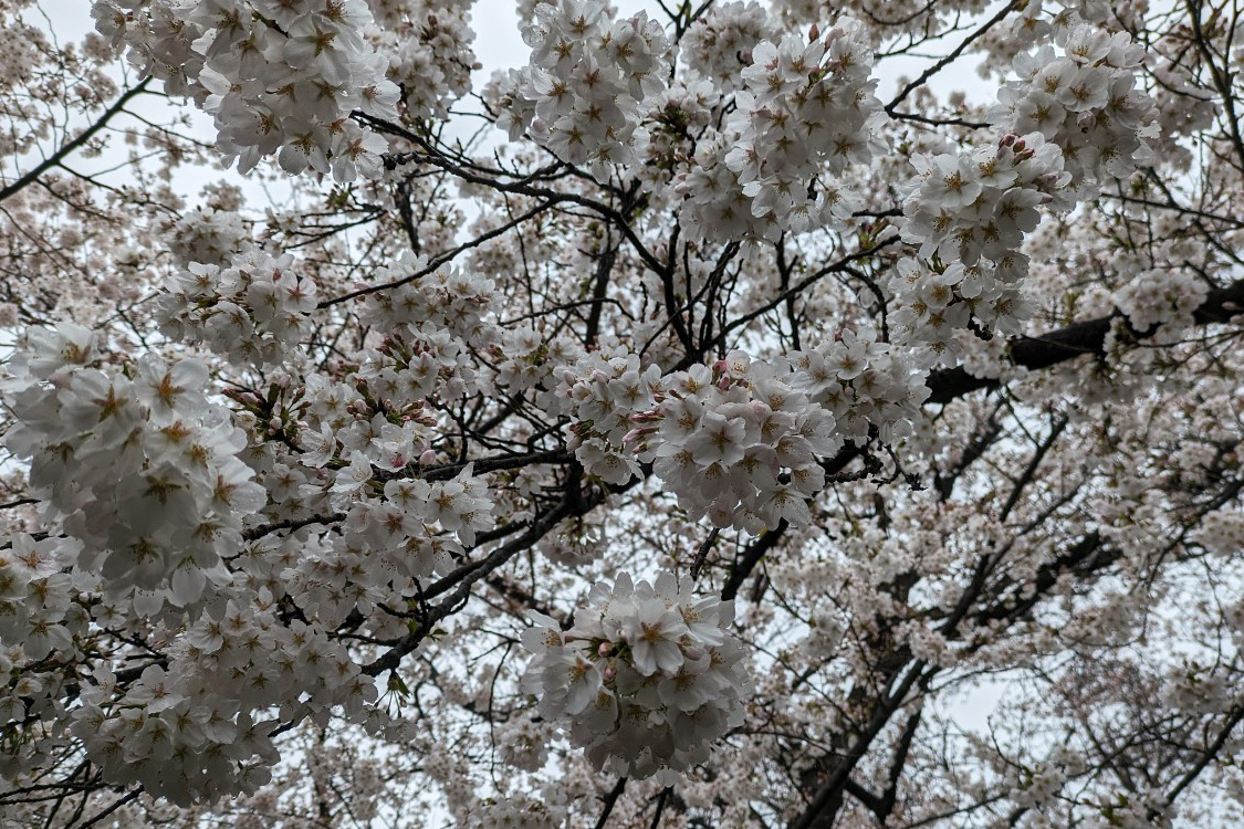 桜