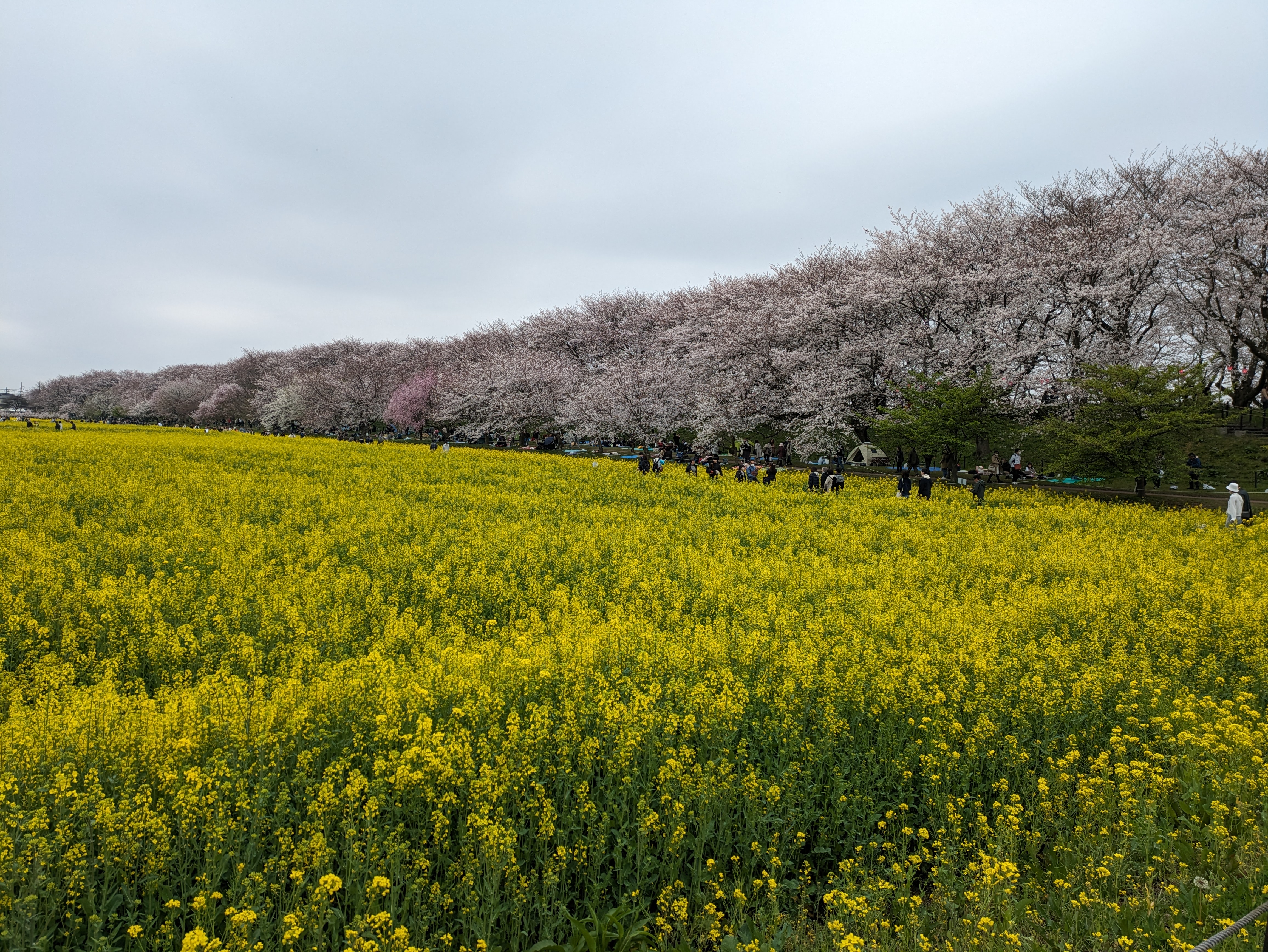 桜堤