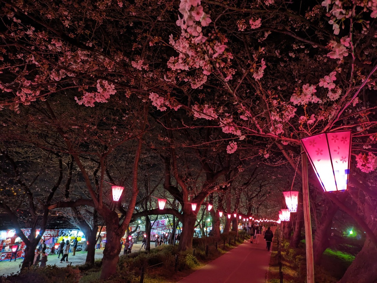 夜桜