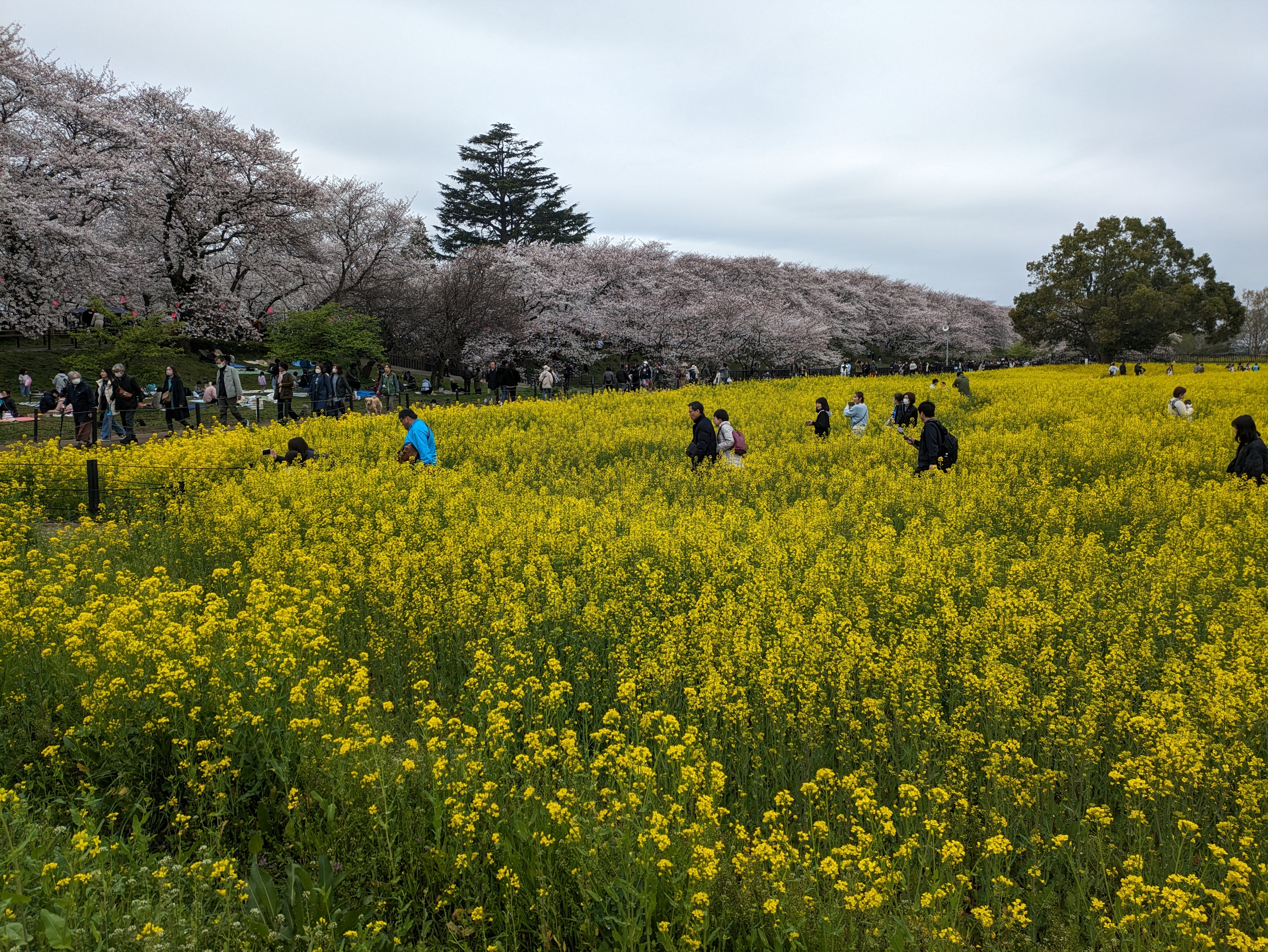 桜と菜の花