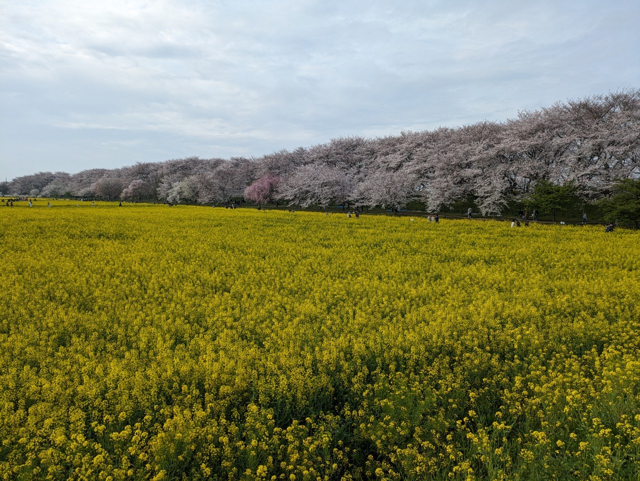 桜堤