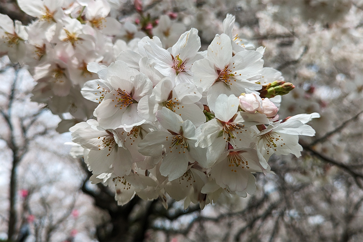 桜
