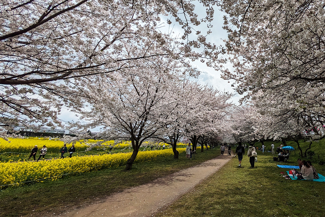 桜と菜の花