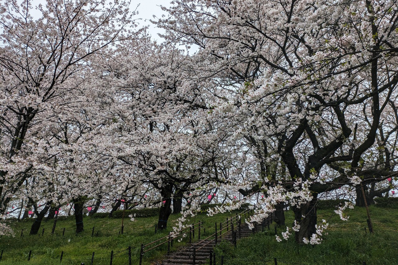 桜堤