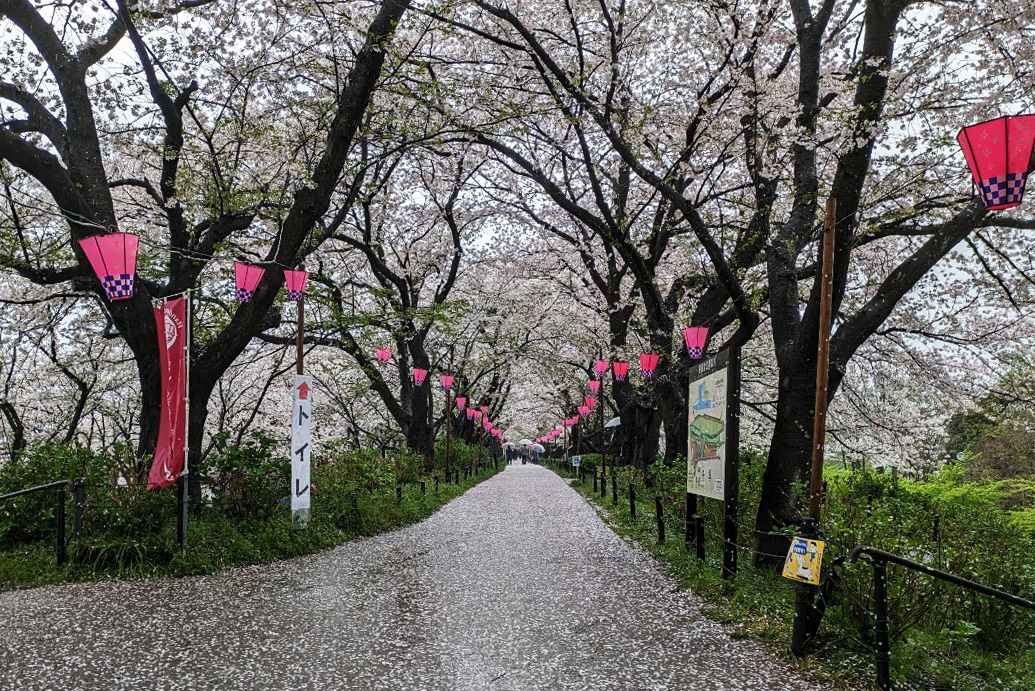 桜堤