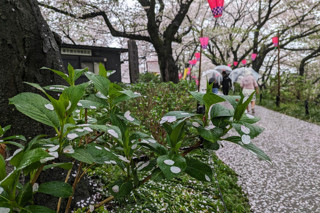 桜堤
